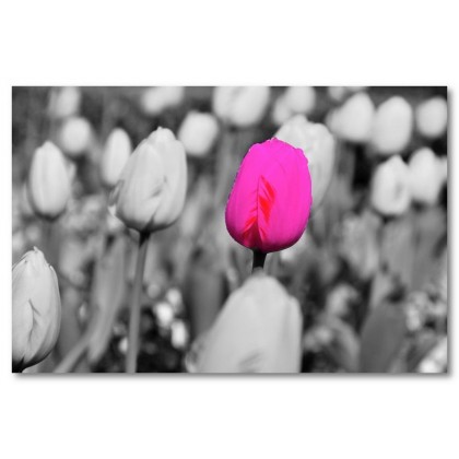 Αφίσα (ροζ, φύση, λουλούδια, τοπίο)